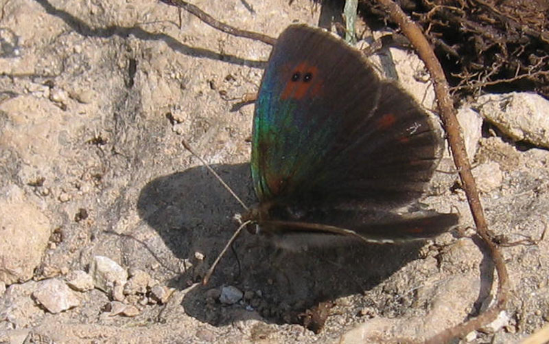 Erebia cassioides - Nymphalidae Satyrinae...dal Trentino